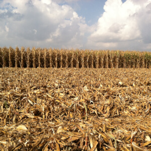 Agricultural-Waste.jpg