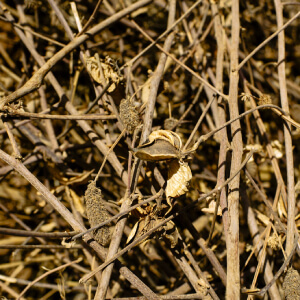 Cotton-Stalks-_-chips.jpg