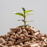 plant-growing-from-pellets