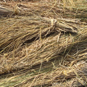 Paddy-Straw